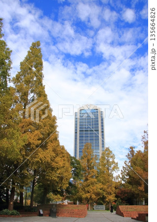 紅葉した街路樹の東遊園地から見た神戸市役所庁舎(縦長) 135664826