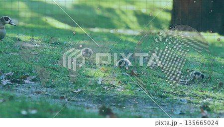 Foraging three goslings on grass in park, with leaves, dotted world map overlay and waterfowl head 135665024