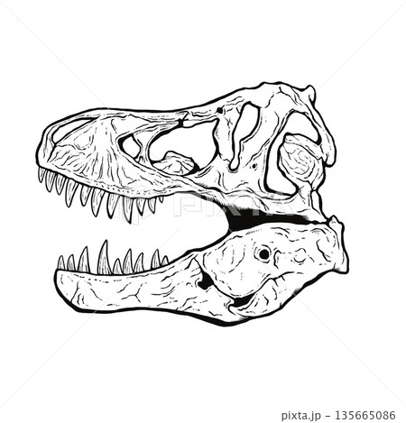 ティラノサウルスの頭蓋骨の化石 モノクロ 135665086