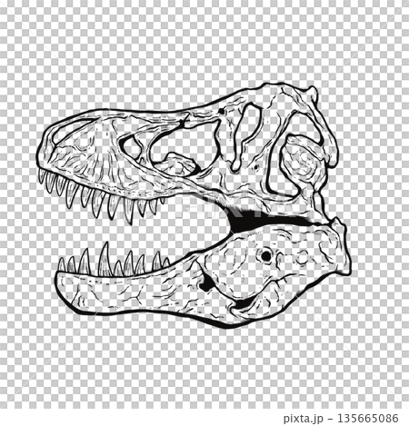 ティラノサウルスの頭蓋骨の化石 モノクロ 135665086