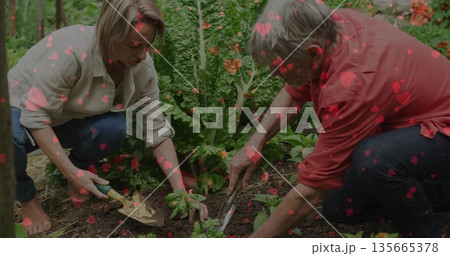 Planting senior couple kneeling positioning seedlings in backyard garden, with trowel and shovel Planting senior couple kneeling positioning seedlings in backyard garden, with trowel and shovel 135665378