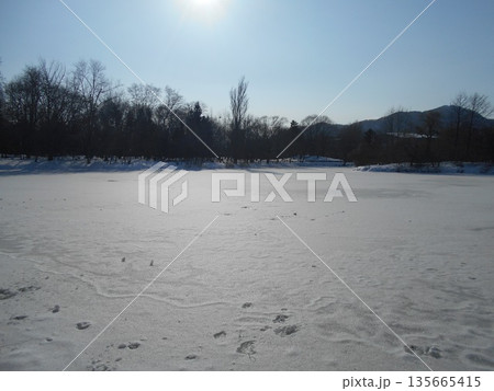 中島公園 菖蒲池 氷 中島公園 菖蒲池 氷 135665415