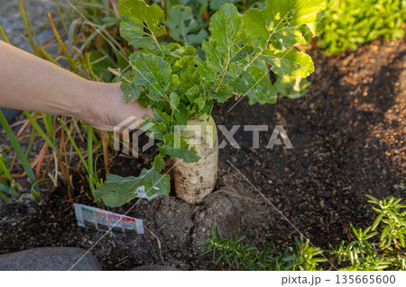 家庭菜園で収穫する早太り大根の素材写真 家庭菜園で収穫する早太り大根の素材写真 135665600