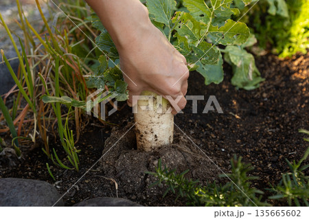 家庭菜園で収穫する早太り大根の素材写真　大根を抜く女性の手元 135665602