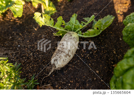 家庭菜園で収穫する早太り大根の素材写真 135665604