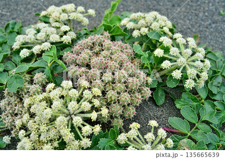 ハマボウフウの花と実（春、五月） 135665639