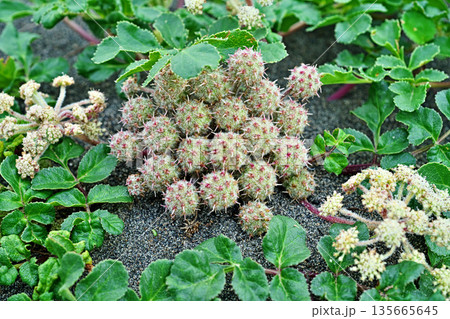 ハマボウフウの実（春、五月） 135665645