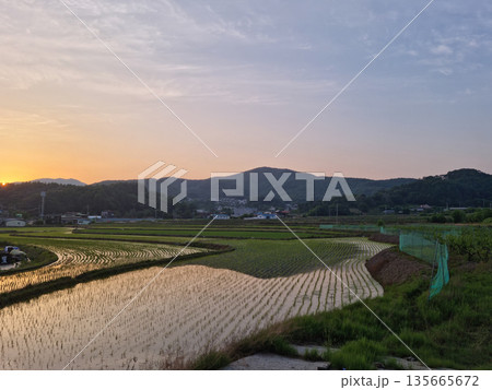 Spring rice field landscape with sunset 135665672