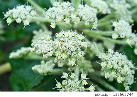 ハマボウフウの花（春、五月） 135665744