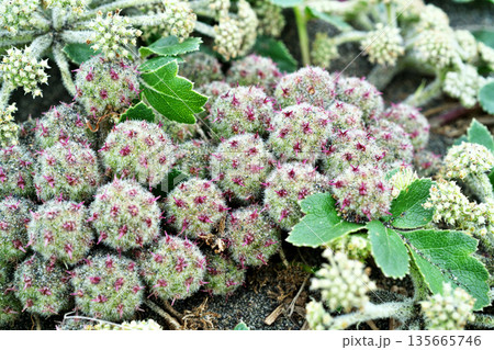ハマボウフウの花と実（春、五月） 135665746