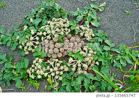 ハマボウフウの花と実（春、五月） 135665747