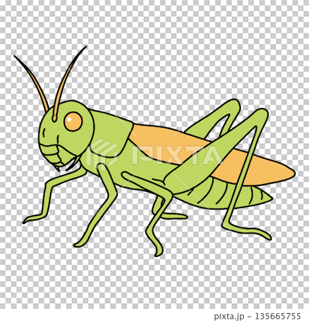 稲子(いなご) 稲子(いなご) 135665755