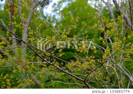 春の日差しを浴びたアブラチャンの花　【相模原市津久井　4月】 135665774