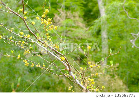 竹林を背に咲く黄色い花アブラチャン 【相模原市津久井 4月】 竹林を背に咲く黄色い花アブラチャン 【相模原市津久井 4月】 135665775