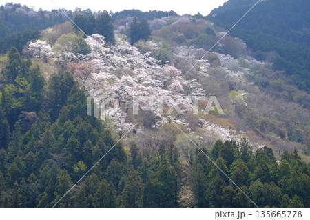 春霞の桜山 満開 【相模原市津久井 4月】 春霞の桜山 満開 【相模原市津久井 4月】 135665778