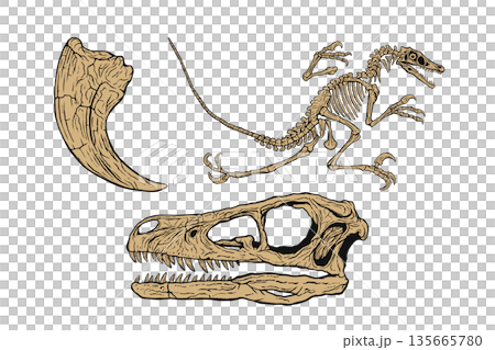 Velociraptor Fossil Set 135665780