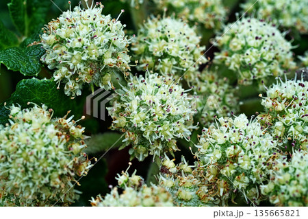 ハマボウフウの花(春、五月) ハマボウフウの花(春、五月) 135665821