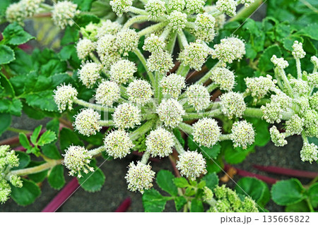 ハマボウフウの花(春、五月) ハマボウフウの花(春、五月) 135665822