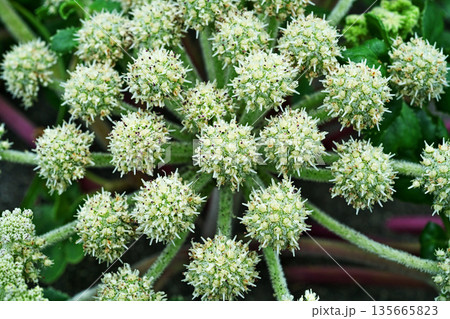 ハマボウフウの花（春、五月） 135665823