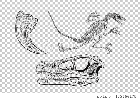 Velociraptor fossil set monochrome Velociraptor fossil set monochrome 135666179