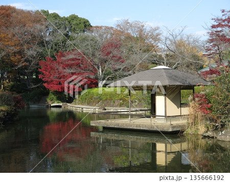 カエデの紅葉が美しい柏の葉公園の日本庭園 カエデの紅葉が美しい柏の葉公園の日本庭園 135666192