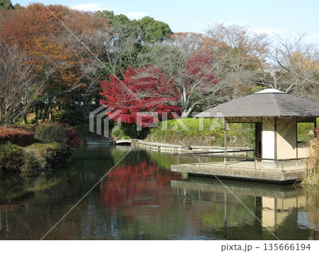 カエデの紅葉が美しい柏の葉公園の日本庭園 カエデの紅葉が美しい柏の葉公園の日本庭園 135666194