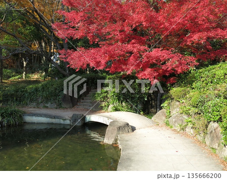 カエデの紅葉が美しい柏の葉公園の日本庭園(滝と石橋) カエデの紅葉が美しい柏の葉公園の日本庭園(滝と石橋) 135666200