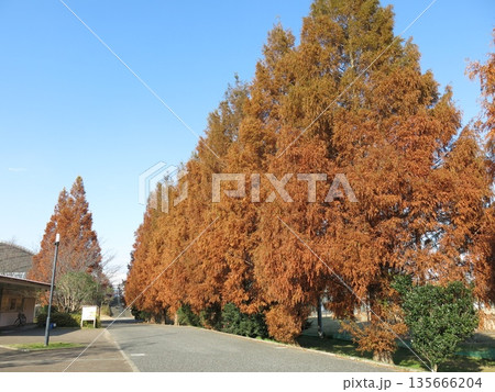 メタセコイア並木の紅葉が美しい柏の葉公園（多目的広場・庭球場間の園路） 135666204