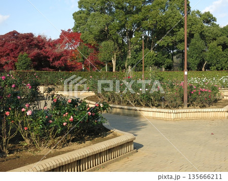 秋バラと紅葉が美しい柏の葉公園のバラ園 135666211