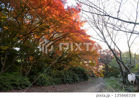 清水寺の紅葉 清水寺の紅葉 135666339