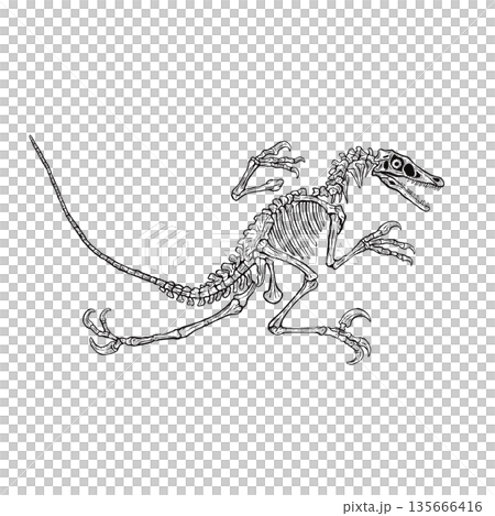 迅猛龍全骨骼化石單色 135666416