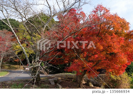 竈門神社の紅葉 竈門神社の紅葉 135666934