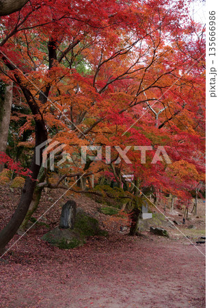 竈門神社の紅葉 竈門神社の紅葉 135666986