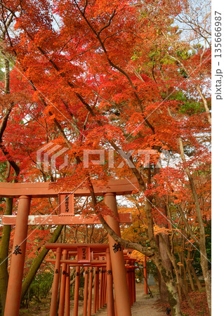 竈門神社の紅葉 竈門神社の紅葉 135666987