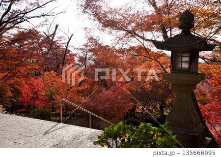 竈門神社の紅葉 竈門神社の紅葉 135666995