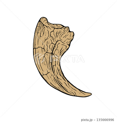 ヴェロキラプトルの爪の化石 135666996