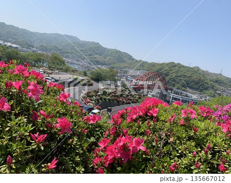 咲きかけのつつじと音戸大橋 135667012