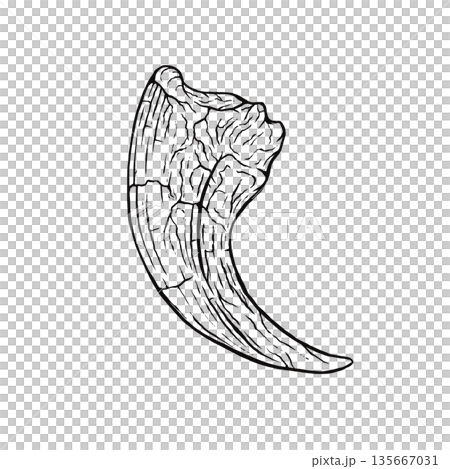 ヴェロキラプトルの爪の化石 モノクロ 135667031