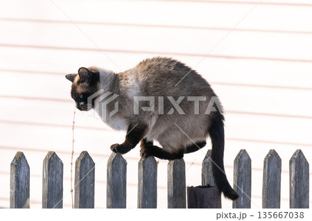Siamese cat sits on a fence against the backdrop of a house. Siamese cat sits on a fence against the backdrop of a house. 135667038