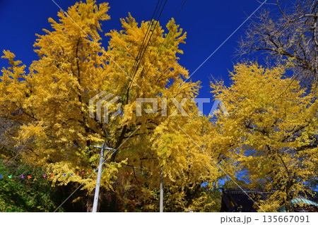 綾部神社のイチョウ 135667091