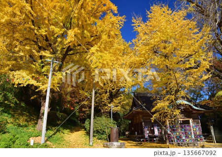 綾部神社のイチョウ 135667092