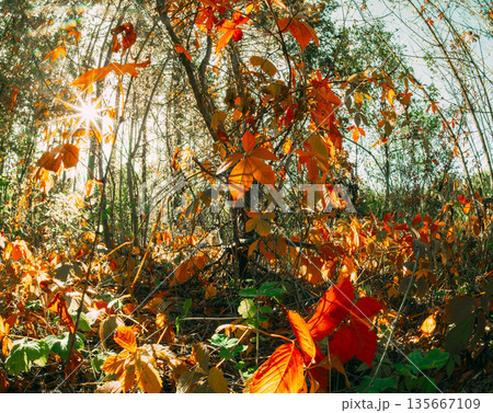 Close-up View On Fallen Leaf. Forest From Summer Green To Autumn Yellow. Branches Foliage Turn Yellow Autumn. Summer Autumn Forest Transition 135667109
