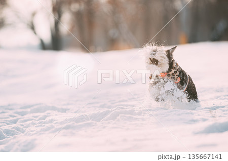 Funny Miniature Schnauzer Dog Or Zwergschnauzer In Outfit Playing Fast Running In Snow Snowdrift At Winter Day Funny Miniature Schnauzer Dog Or Zwergschnauzer In Outfit Playing Fast Running In Snow Snowdrift At Winter Day 135667141