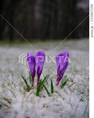 blooming crocus during snowfall in the forest blooming crocus during snowfall in the forest 135667290