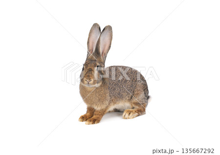 rabbits isolated on white background rabbits isolated on white background 135667292