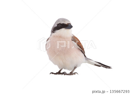 Red backed Shrike isolated on white background Red backed Shrike isolated on white background 135667293