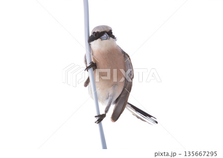 Red backed Shrike isolated on white background Red backed Shrike isolated on white background 135667295