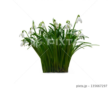 snowdrop isolated on white background snowdrop isolated on white background 135667297