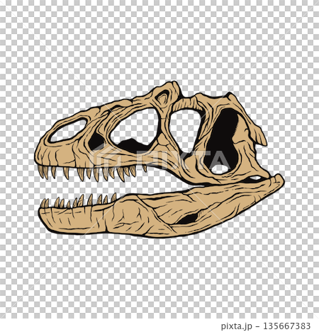 異特龍頭骨化石 135667383