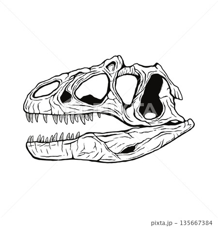 アロサウルスの頭蓋骨の化石 モノクロ 135667384